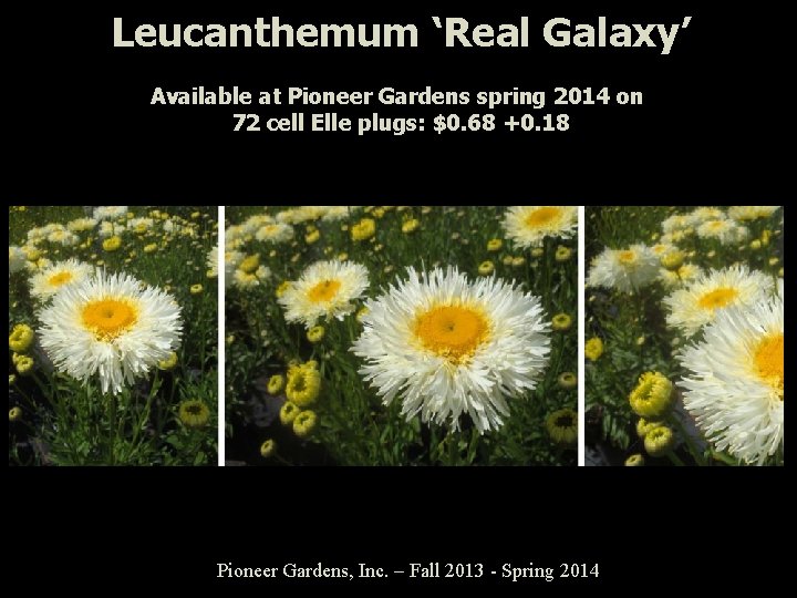 Leucanthemum ‘Real Galaxy’ Available at Pioneer Gardens spring 2014 on 72 cell Elle plugs:
