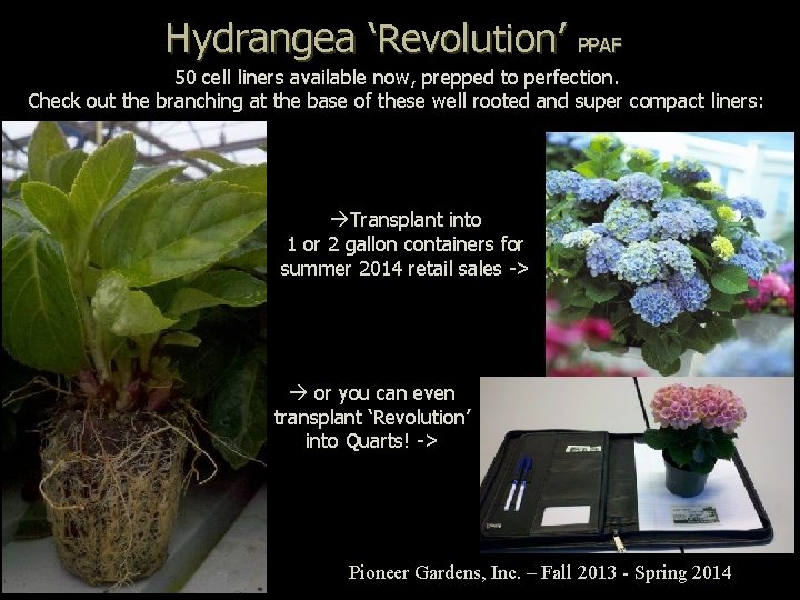 Hydrangea ‘Revolution’ PPAF 50 cell liners available now, prepped to perfection. Check out the