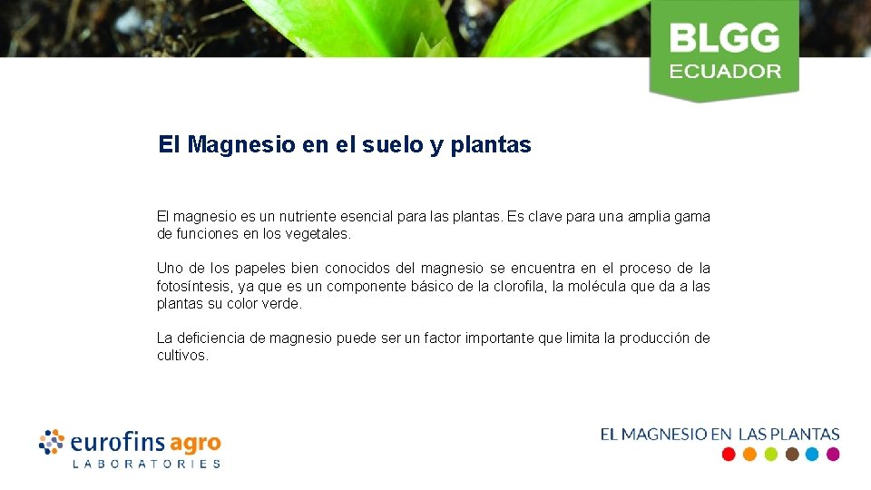 El Magnesio en el suelo y plantas El magnesio es un nutriente esencial para