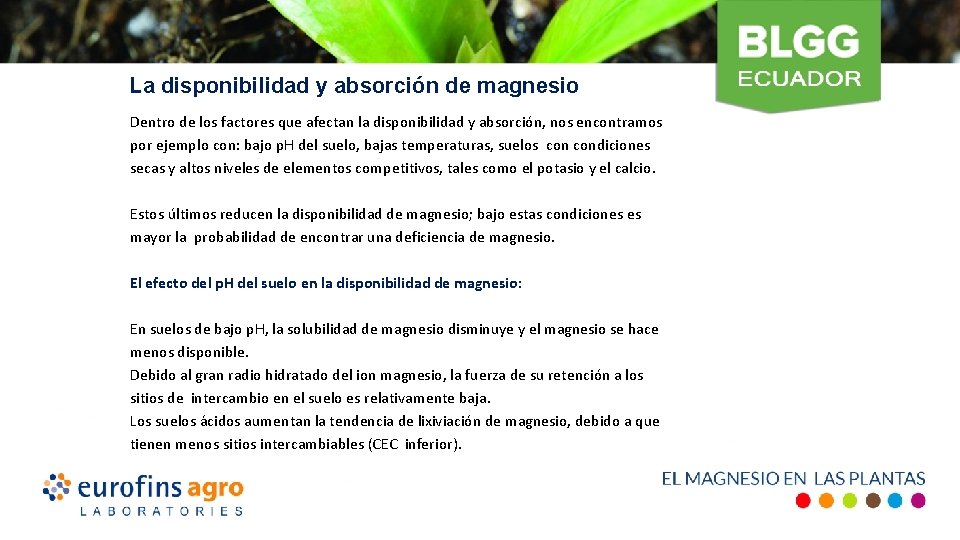 La disponibilidad y absorción de magnesio Dentro de los factores que afectan la disponibilidad