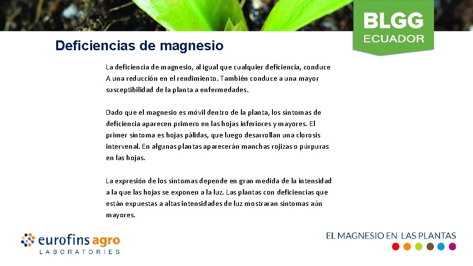 Deficiencias de magnesio La deficiencia de magnesio, al igual que cualquier deficiencia, conduce A