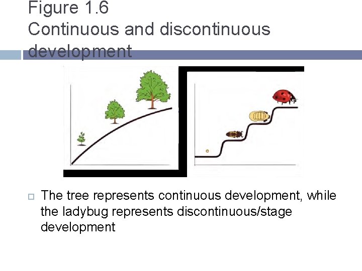 Figure 1. 6 Continuous and discontinuous development The tree represents continuous development, while the