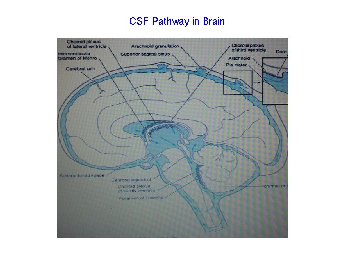 CSF Pathway in Brain 