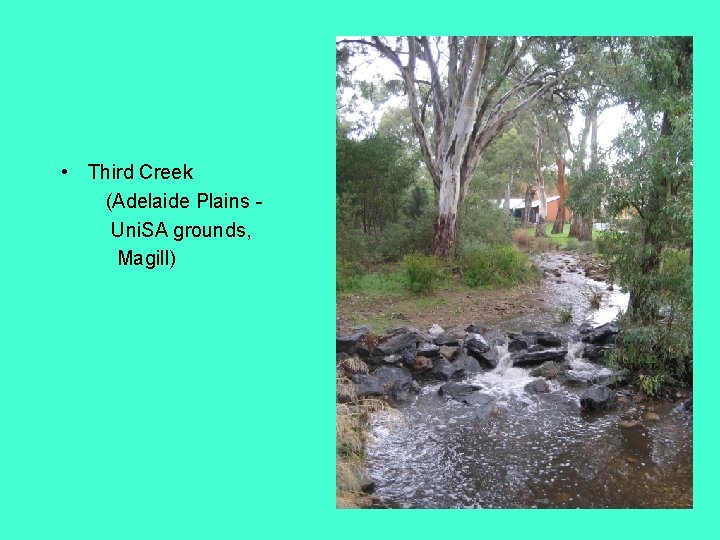  • Third Creek (Adelaide Plains Uni. SA grounds, Magill) 