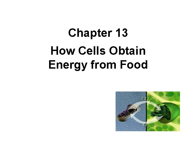 Chapter 13 How Cells Obtain Energy from Food 
