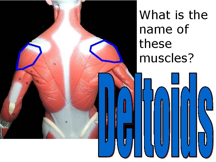 What Is The Name Of This Muscle What