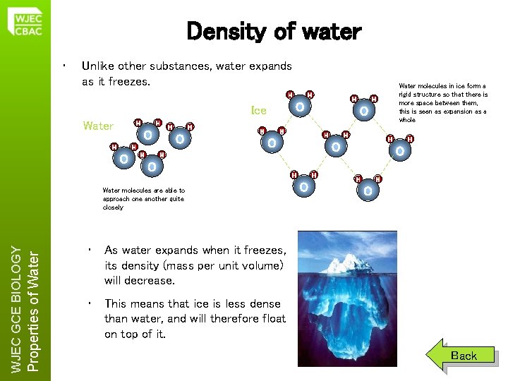 Density of water • Unlike other substances, water expands as it freezes. H H