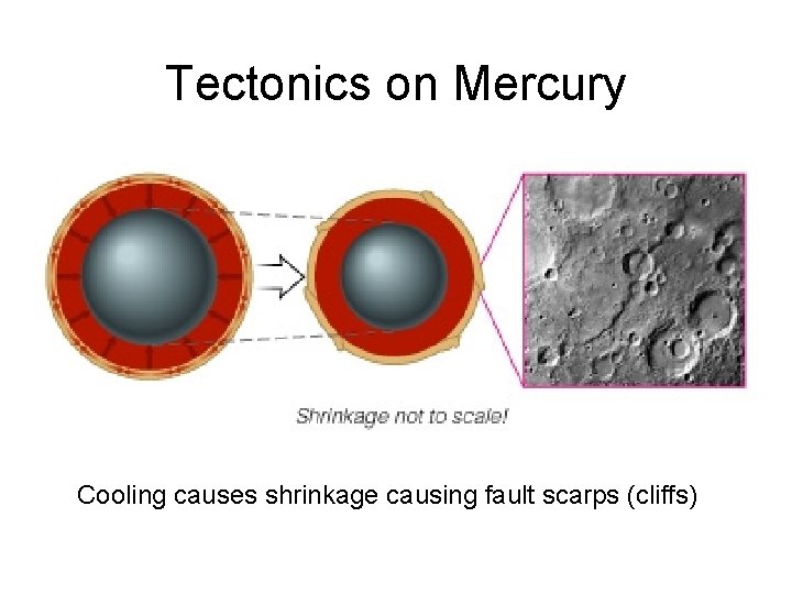 Tectonics on Mercury Cooling causes shrinkage causing fault scarps (cliffs) 