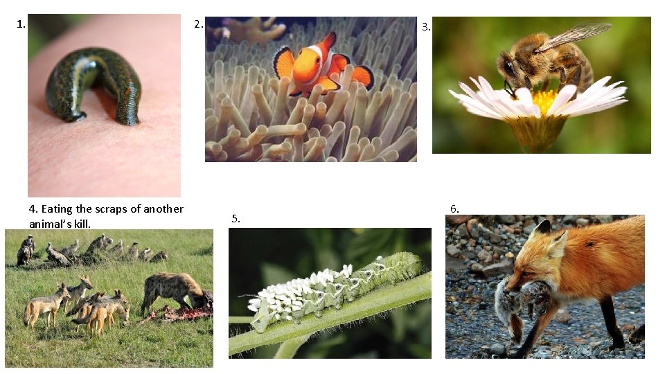 1. 2. 4. Eating the scraps of another animal’s kill. 3. 5. 6. 