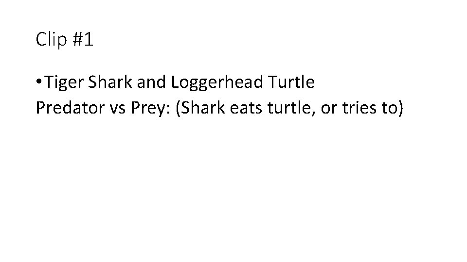 Clip #1 • Tiger Shark and Loggerhead Turtle Predator vs Prey: (Shark eats turtle,