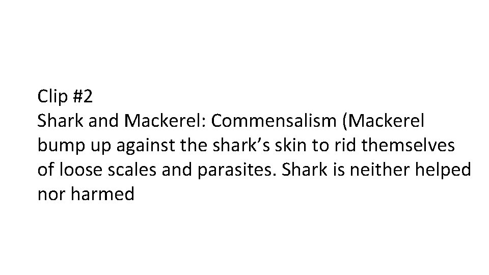 Clip #2 Shark and Mackerel: Commensalism (Mackerel bump up against the shark’s skin to