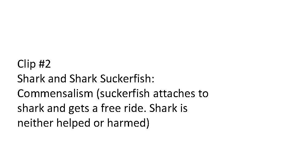 Clip #2 Shark and Shark Suckerfish: Commensalism (suckerfish attaches to shark and gets a