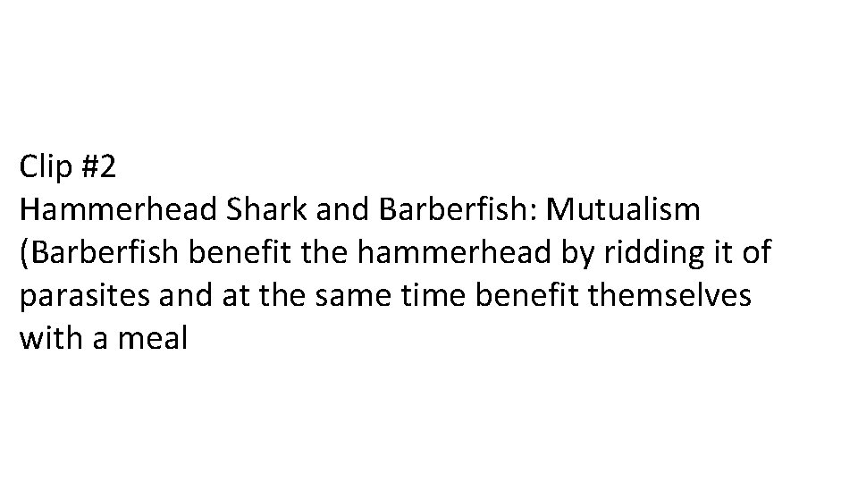 Clip #2 Hammerhead Shark and Barberfish: Mutualism (Barberfish benefit the hammerhead by ridding it
