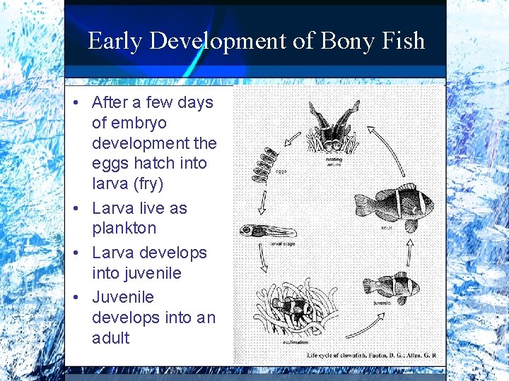 Early Development of Bony Fish • After a few days of embryo development the