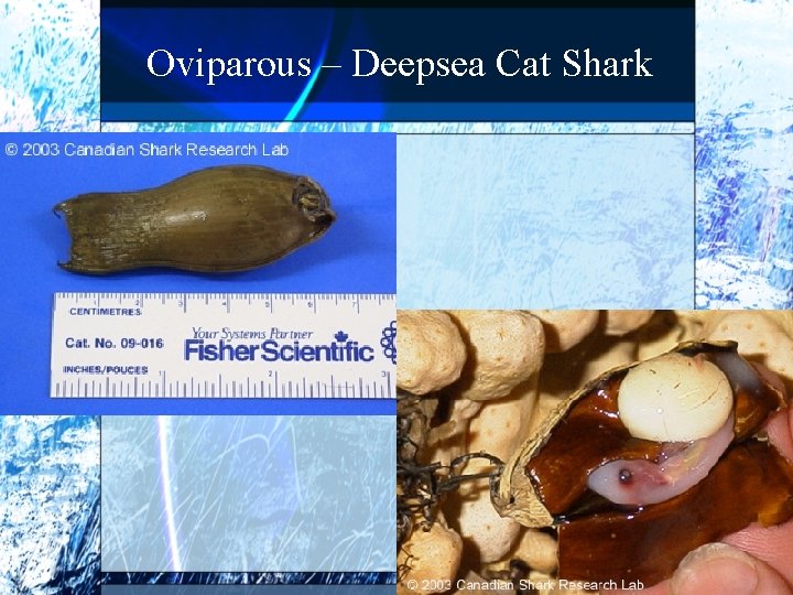 Oviparous – Deepsea Cat Shark 