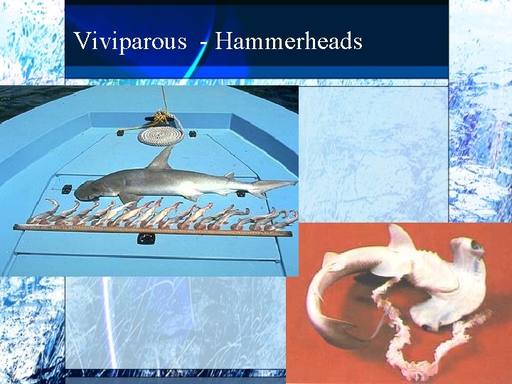 Viviparous - Hammerheads 