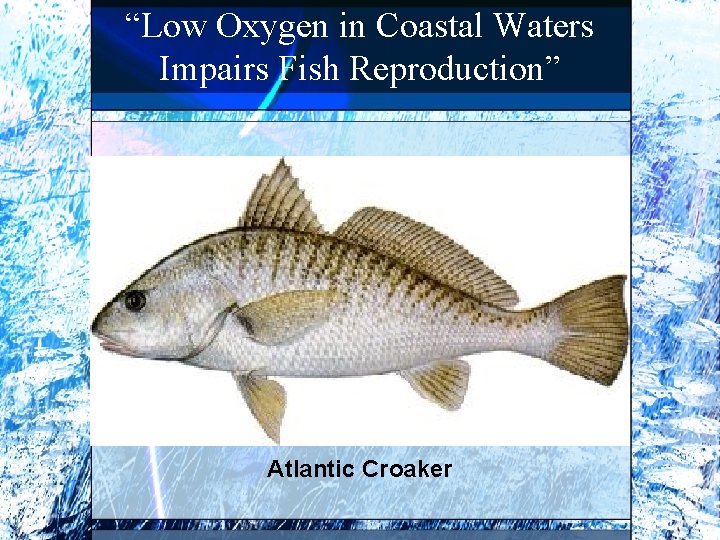 “Low Oxygen in Coastal Waters Impairs Fish Reproduction” Atlantic Croaker 