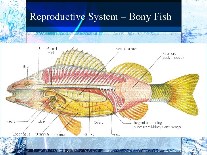 Reproductive System - Bony Fish. 