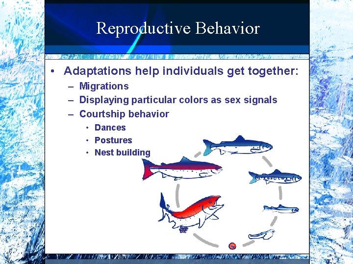 Reproductive Behavior • Adaptations help individuals get together: – Migrations – Displaying particular colors