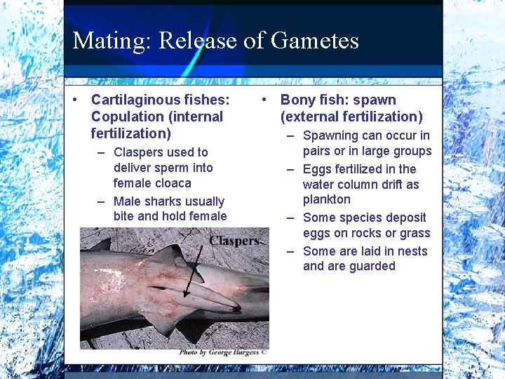 Mating: Release of Gametes • Cartilaginous fishes: Copulation (internal fertilization) – Claspers used to