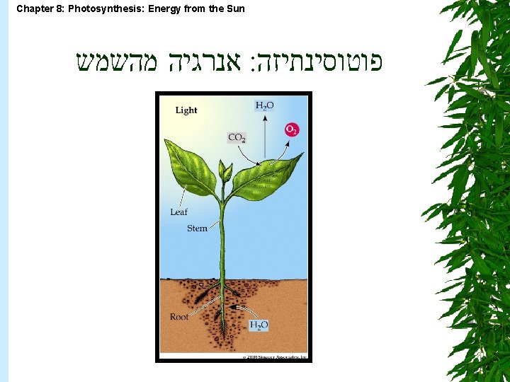 Chapter 8 Photosynthesis Energy from the Sun Chapter
