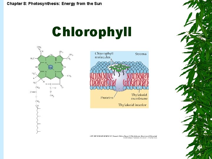 Chapter 8 Photosynthesis Energy from the Sun Chapter