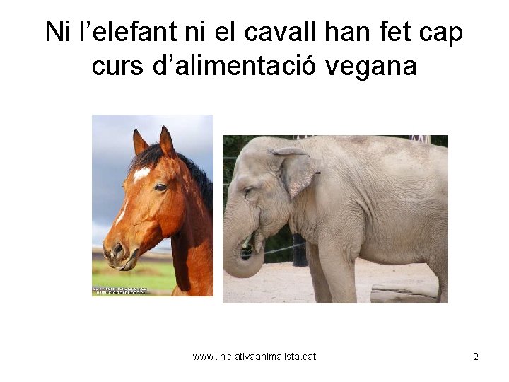 Ni l’elefant ni el cavall han fet cap curs d’alimentació vegana www. iniciativaanimalista. cat