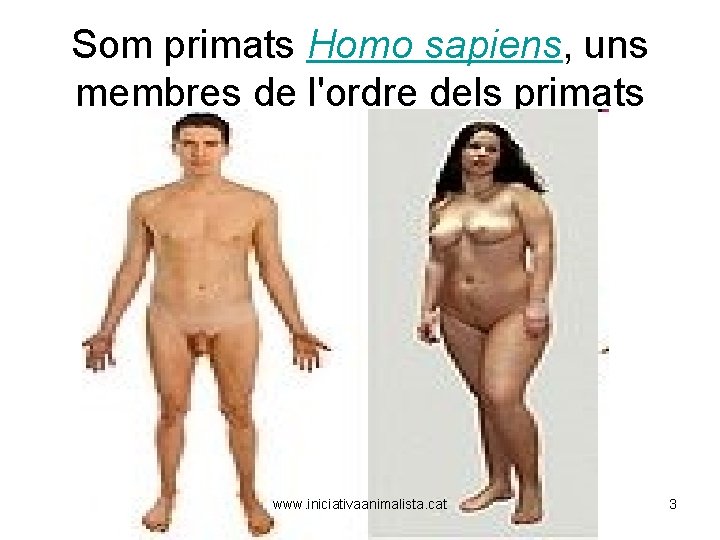 Som primats Homo sapiens, uns membres de l'ordre dels primats www. iniciativaanimalista. cat 3