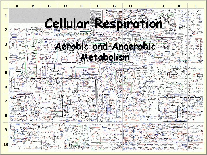 Cellular Respiration Aerobic and Anaerobic Metabolism 