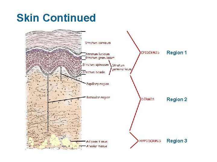 Skin Continued Region 1 Region 2 Region 3 