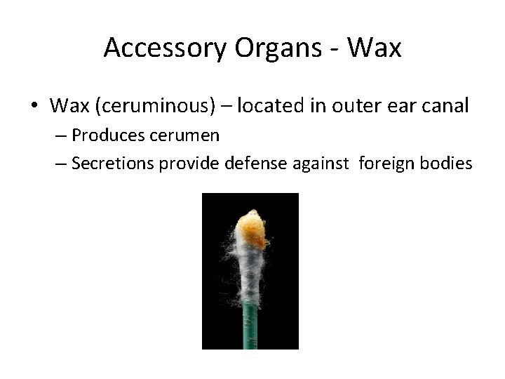 Accessory Organs - Wax • Wax (ceruminous) – located in outer ear canal –