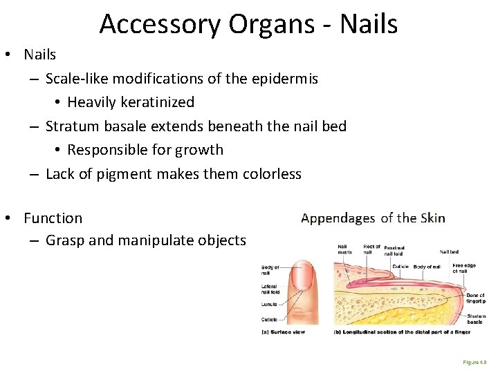 Accessory Organs - Nails • Nails – Scale-like modifications of the epidermis • Heavily