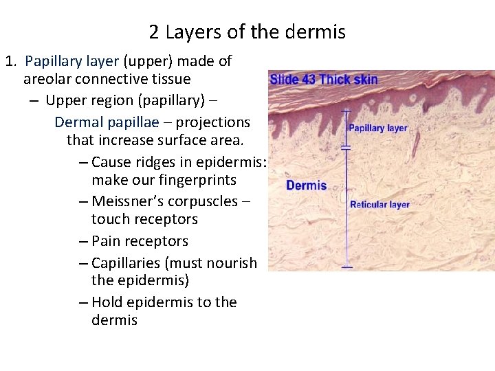 2 Layers of the dermis 1. Papillary layer (upper) made of areolar connective tissue