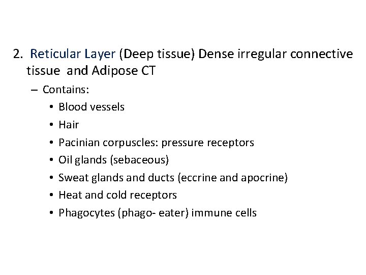 2. Reticular Layer (Deep tissue) Dense irregular connective tissue and Adipose CT – Contains: