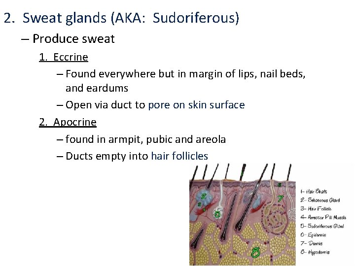 2. Sweat glands (AKA: Sudoriferous) – Produce sweat 1. Eccrine – Found everywhere but