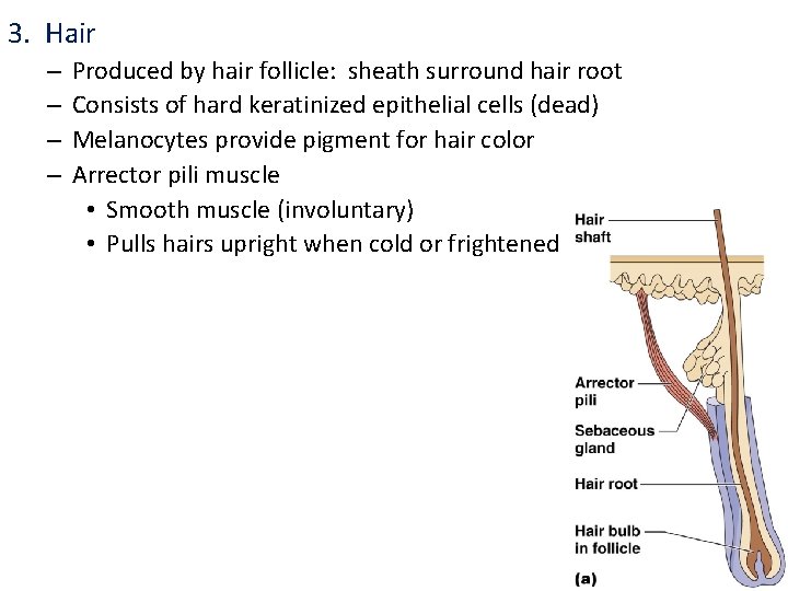 3. Hair – – Produced by hair follicle: sheath surround hair root Consists of