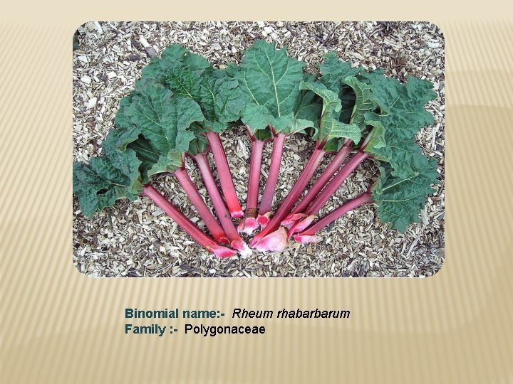 Binomial name: - Rheum rhabarbarum Family : - Polygonaceae 