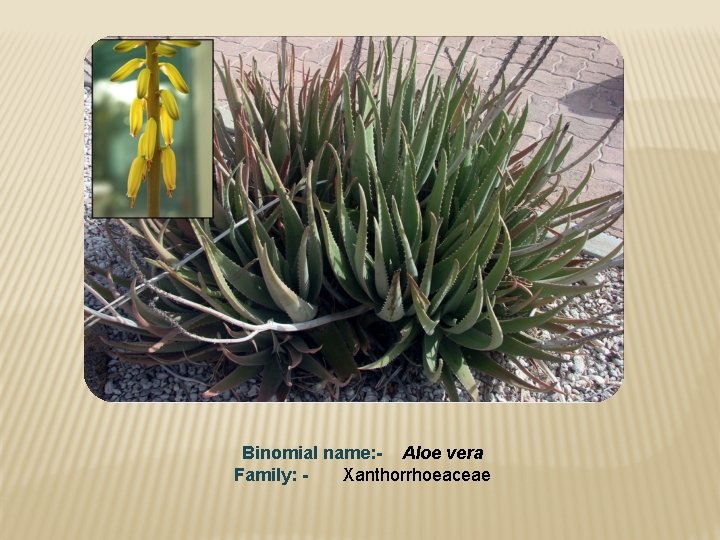 Binomial name: - Aloe vera Family: - Xanthorrhoeaceae 