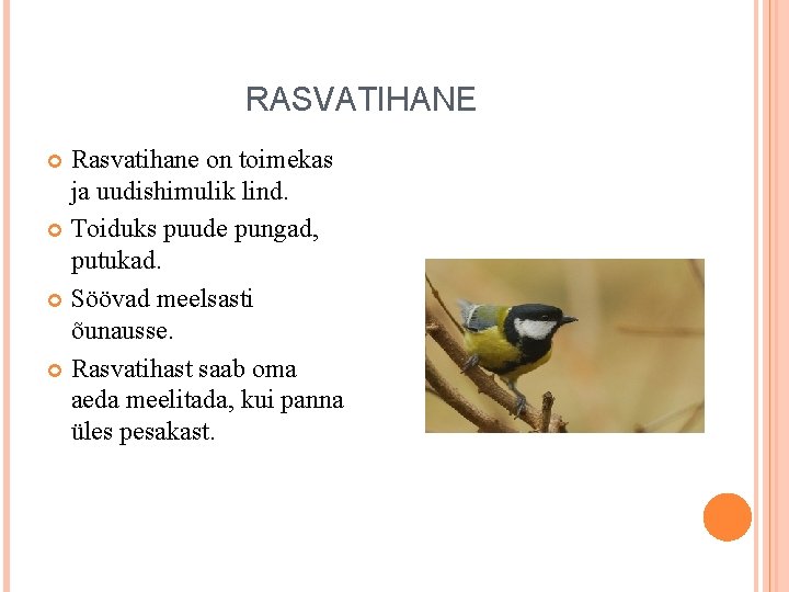 RASVATIHANE Rasvatihane on toimekas ja uudishimulik lind. Toiduks puude pungad, putukad. Söövad meelsasti õunausse. RASVATIHANE Rasvatihane on toimekas ja uudishimulik lind. Toiduks puude pungad, putukad. Söövad meelsasti õunausse.