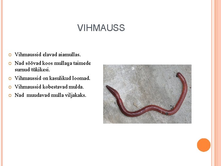 VIHMAUSS Vihmaussid elavad aiamullas. Nad söövad koos mullaga taimede surnud tükikesi. Vihmaussid on kasulikud VIHMAUSS Vihmaussid elavad aiamullas. Nad söövad koos mullaga taimede surnud tükikesi. Vihmaussid on kasulikud