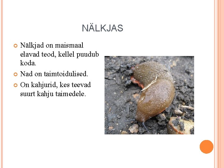 NÄLKJAS Nälkjad on maismaal elavad teod, kellel puudub koda. Nad on taimtoidulised. On kahjurid, NÄLKJAS Nälkjad on maismaal elavad teod, kellel puudub koda. Nad on taimtoidulised. On kahjurid,