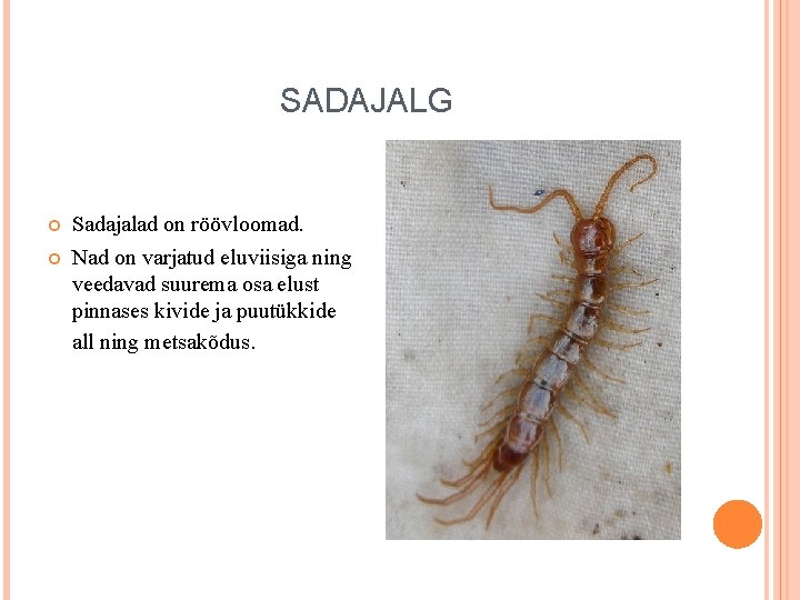 SADAJALG Sadajalad on röövloomad. Nad on varjatud eluviisiga ning veedavad suurema osa elust pinnases SADAJALG Sadajalad on röövloomad. Nad on varjatud eluviisiga ning veedavad suurema osa elust pinnases