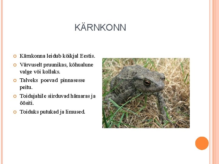 KÄRNKONN Kärnkonna leidub kõikjal Eestis. Värvuselt pruunikas, kõhualune valge või kollaks. Talveks poevad pinnasesse KÄRNKONN Kärnkonna leidub kõikjal Eestis. Värvuselt pruunikas, kõhualune valge või kollaks. Talveks poevad pinnasesse