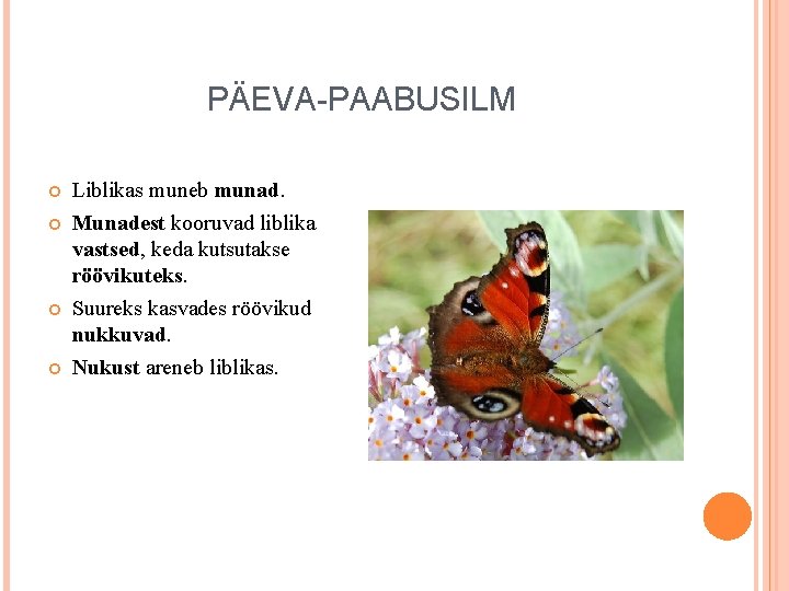 PÄEVA-PAABUSILM Liblikas muneb munad. Munadest kooruvad liblika vastsed, keda kutsutakse röövikuteks. Suureks kasvades röövikud PÄEVA-PAABUSILM Liblikas muneb munad. Munadest kooruvad liblika vastsed, keda kutsutakse röövikuteks. Suureks kasvades röövikud