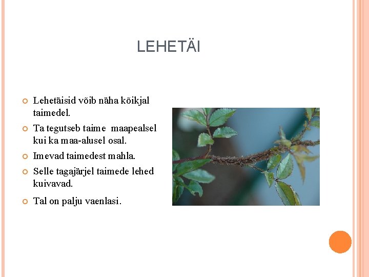 LEHETÄI Lehetäisid võib näha kõikjal taimedel. Ta tegutseb taime maapealsel kui ka maa-alusel osal. LEHETÄI Lehetäisid võib näha kõikjal taimedel. Ta tegutseb taime maapealsel kui ka maa-alusel osal.