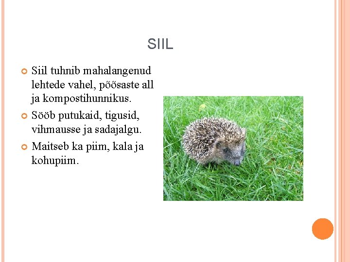 SIIL Siil tuhnib mahalangenud lehtede vahel, põõsaste all ja kompostihunnikus. Sööb putukaid, tigusid, vihmausse SIIL Siil tuhnib mahalangenud lehtede vahel, põõsaste all ja kompostihunnikus. Sööb putukaid, tigusid, vihmausse