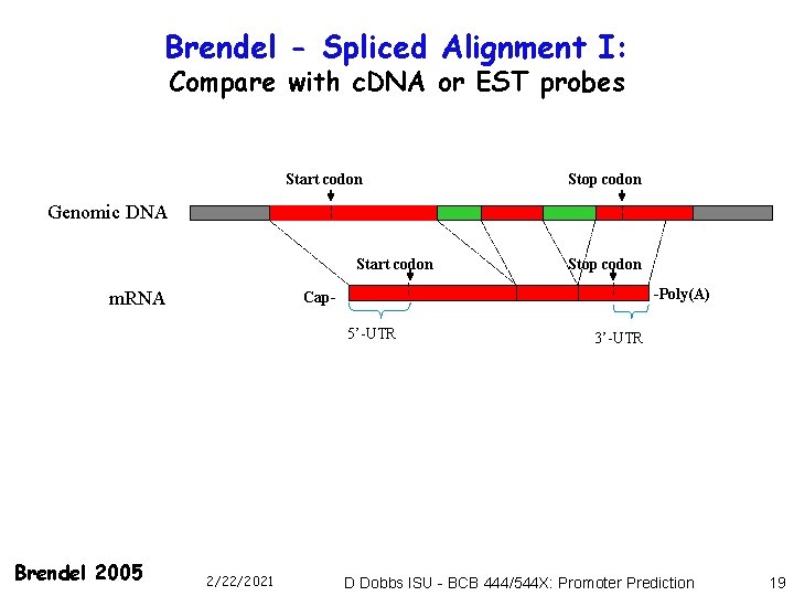 Brendel - Spliced Alignment I: Compare with c. DNA or EST probes Start codon