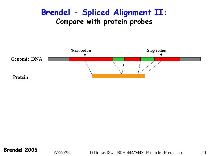 Brendel - Spliced Alignment II: Compare with protein probes Start codon Stop codon Genomic