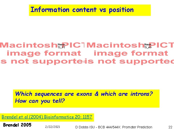 Information content vs position Human T 2_GT Human T 2_AG Which sequences are exons