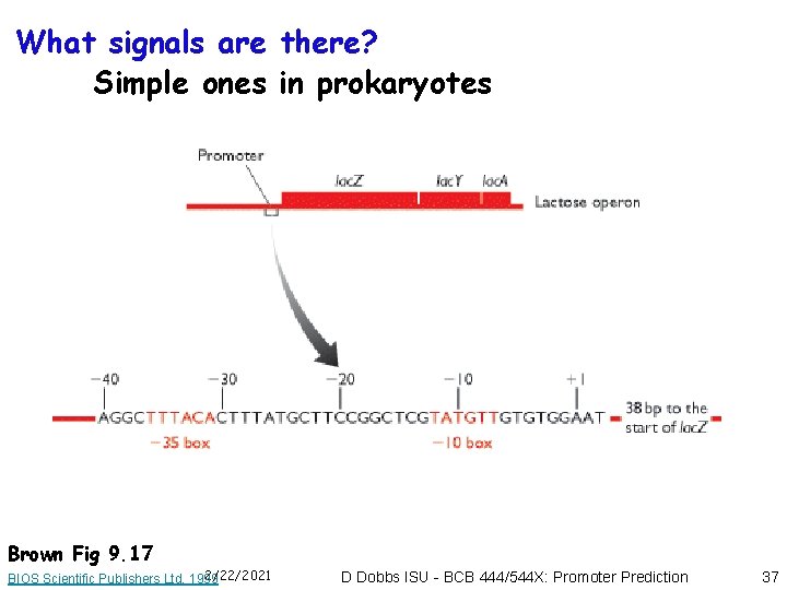 What signals are there? Simple ones in prokaryotes Brown Fig 9. 17 2/22/2021 BIOS